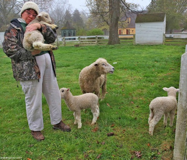 Elaine with Lambs