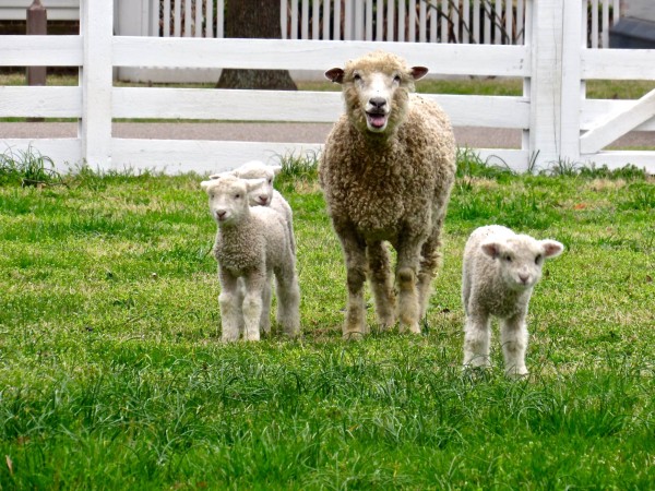 Ewe Laughing With Triplets