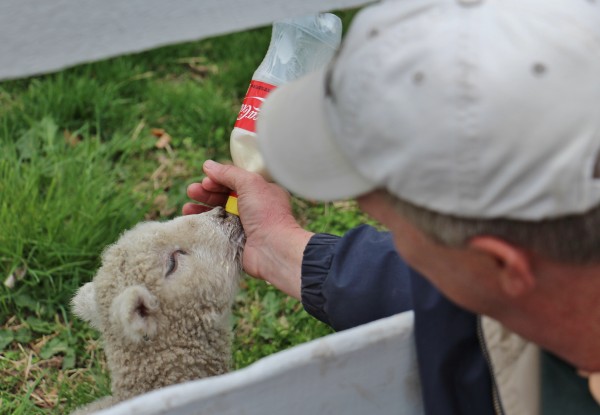 Lamb Drinking From Coke Bottle