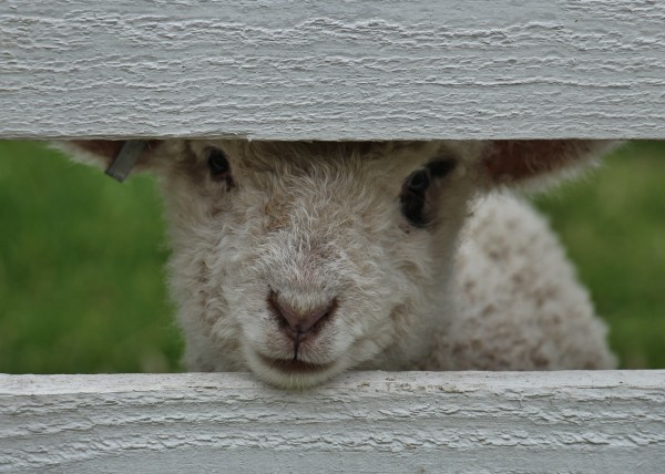 Lamb Peeking Through Fence