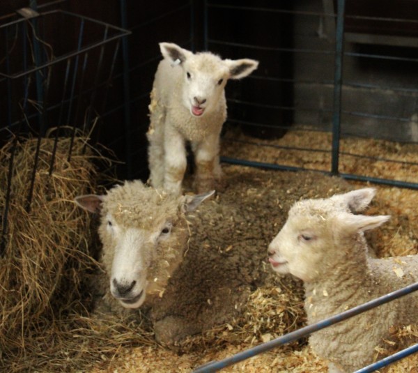 Lamb Standing on Mom