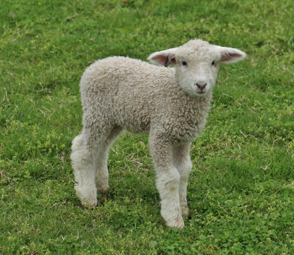 Lamb smiling in pasture standing