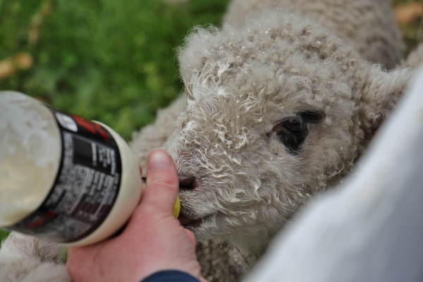 Lamb with milk on her face