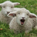 Two Leicester Longwool lambs born in 2016