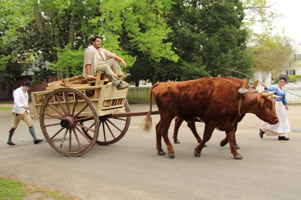 Oxen-hauling-lumber