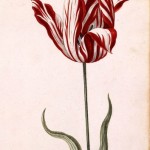 Semper Augustus tulip