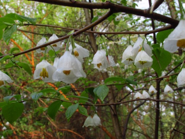 Silverbell_blossoms2