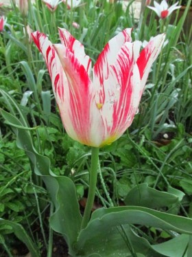 Zomerschoon tulip