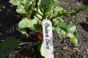 rhubarb chard