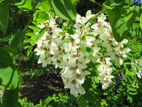 Black Locust blossoms