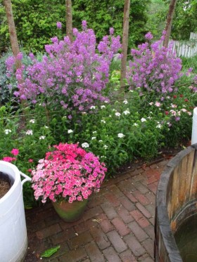 Dames Rocket, Sweet William and China pinks