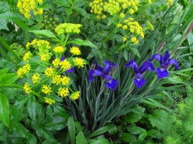 Golden Alexander & Siberian Iris