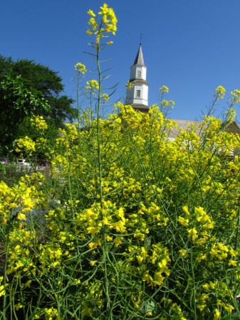 Rapeseed in bloom