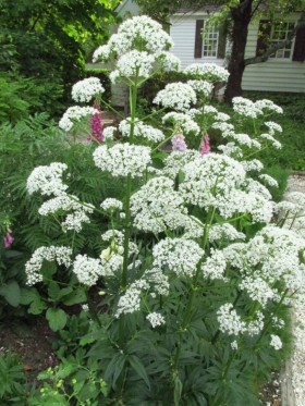 Valerian