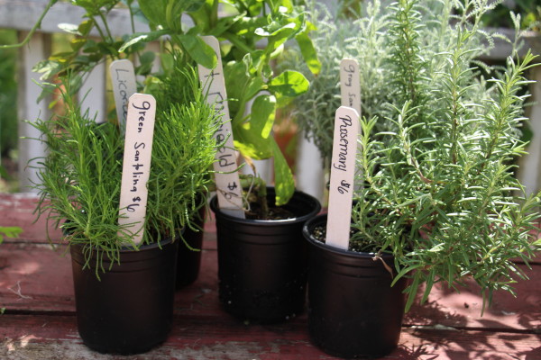 rosemary-plant-colonial-garden