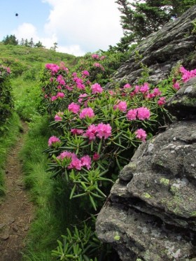 Catawba Rhododendron