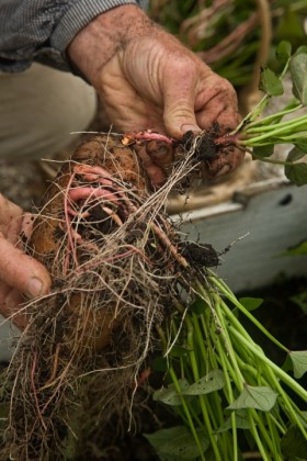 Lifting the tubers