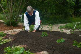 Planting the slips