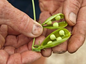 Prince Albert peas