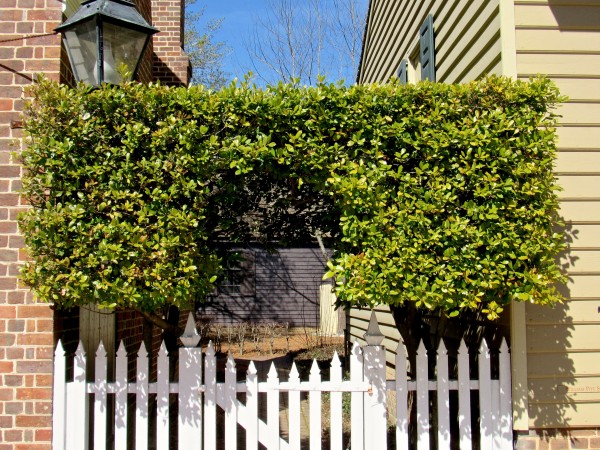 fence-boxwood-arbor