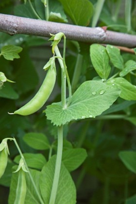 Sickle peas