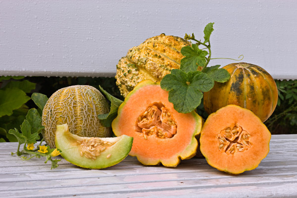 The Colonial Garden; Green Nutmeg; Zatta and Black Rock Melons