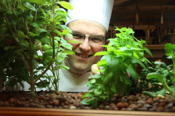 Chef-T-peeking-through-herbs