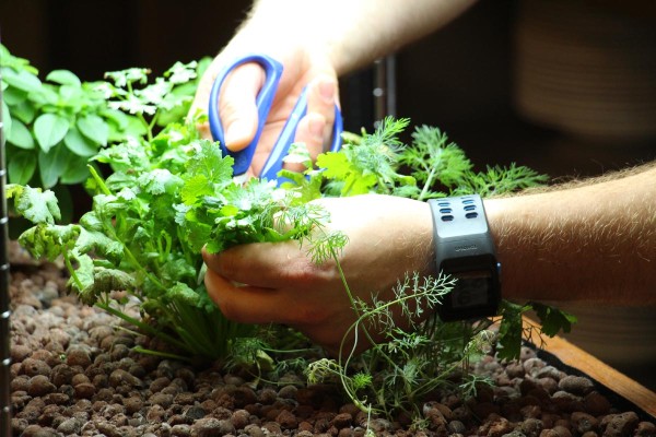 Chef-cutting-cilantro