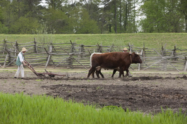 Plowing at Great Hopes Plantation