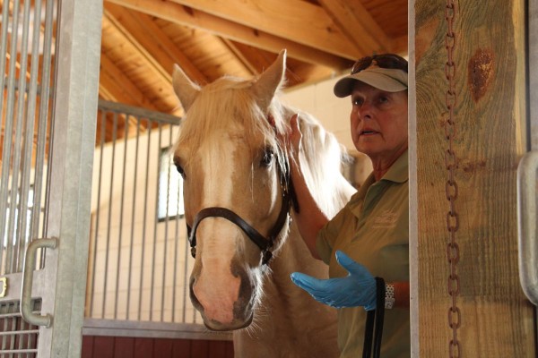 Lucky - One of our newest horses