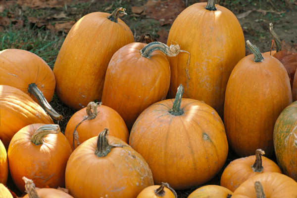 Harvested Pumpkins, Colonial Nursery