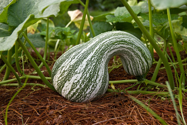 The Colonial Garden; Cushaw Squash