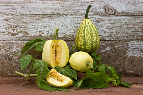 The Colonial Garden; Maycock Squash