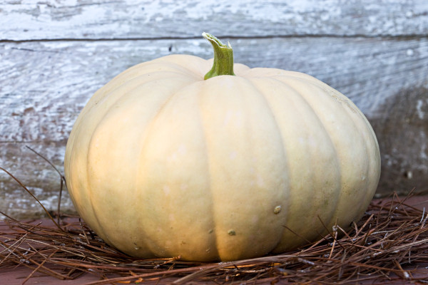 The Colonial Garden; Cheese Pumpkin