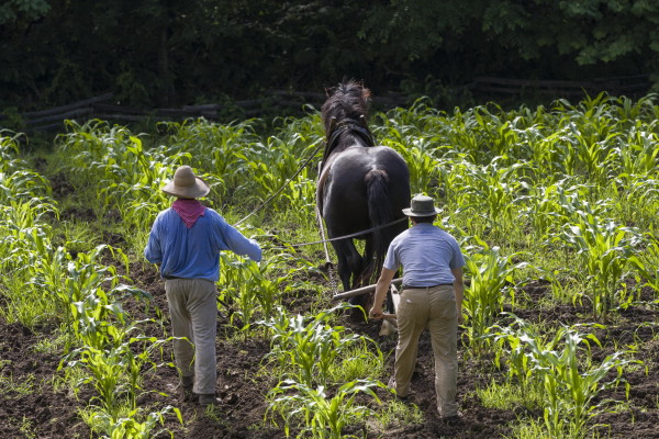 Great Hopes Plantation