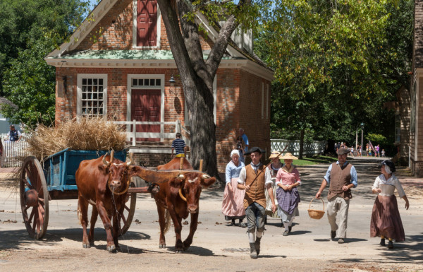 Vegetable delivery via ox cart from Great Hopes Plantation to the Chefs at the Lodge.