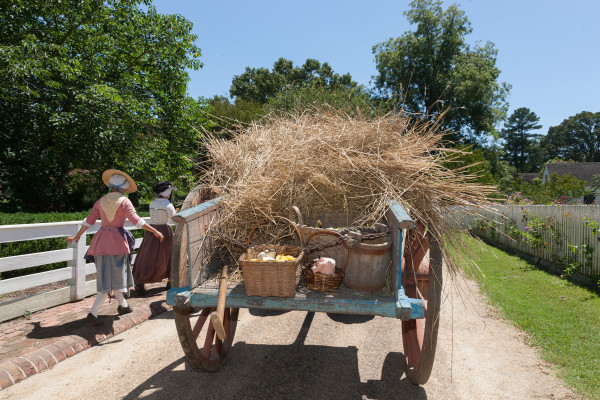 Vegetable delivery via ox cart from Great Hopes Plantation to the Chefs at the Lodge.