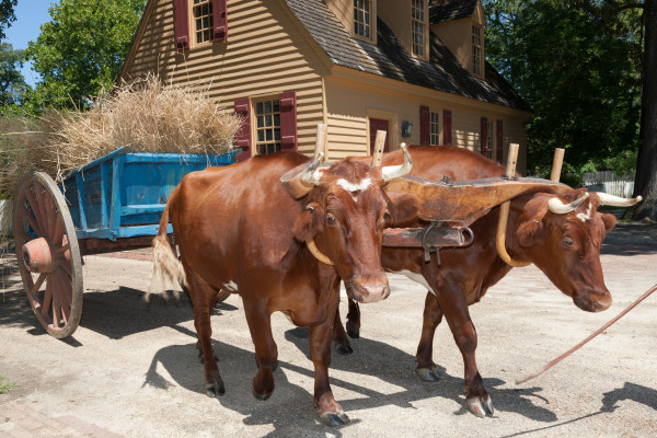 Vegetable delivery via ox cart from Great Hopes Plantation to the Chefs at the Lodge.