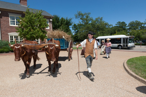 Vegetable delivery via ox cart from Great Hopes Plantation to the Chefs at the Lodge.