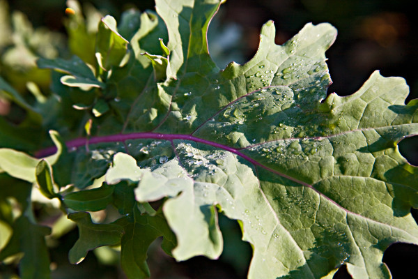 The Colonial Garden; Kale