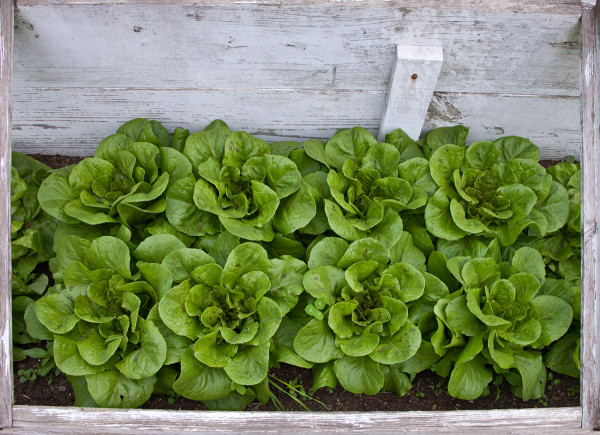 The Colonial Garden; Lettuce in hotbed