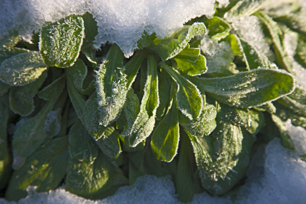 Page 76 of "Vegetable Gardening the Colonial Williamsburg Way"; The Colonial Garden; Spinach in snow