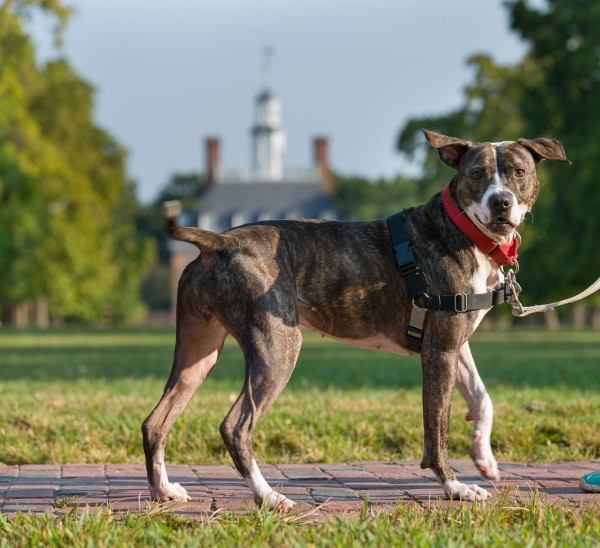 Candy - available for adoption at Heritage Humane Society