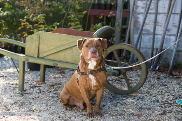 Shelter dogs from the Heritage Humane Society 