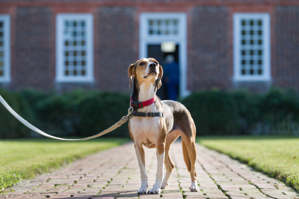 Shelter dogs from the Heritage Humane Society Rachel Monezynski with Scooby (pit bull) at Colonial garden, Jody ( at Wythe) and Dylan (at Geddy) ALL MODEL RELEASED