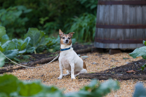 Shelter dogs from the Heritage Humane Society