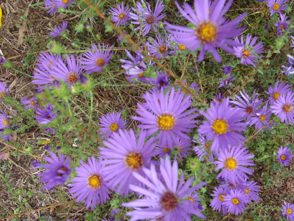 Symphyotrichum grandiflorum