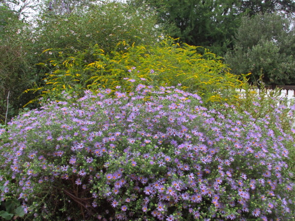 Symphyotrichum oblongifolia3