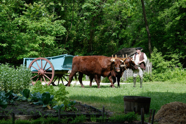 Family with Oxen; cow and dog at Tennant House. 