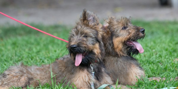 French Briard Puppies Libery and Justice (ears down) George Washington's dogs being walked by Seth and Amber Phelps. NO MODEL RELEASES